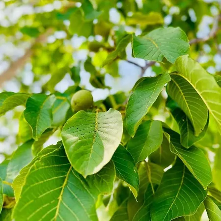 펜션 The Black House - Modern With Garden,1500m From 우마그