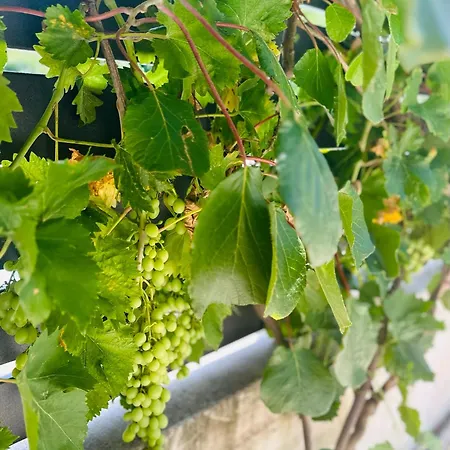 펜션 The Black House - Modern With Garden,1500m From 우마그